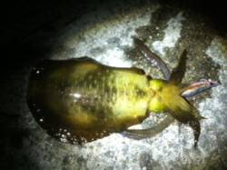 垂水漁港でエギング、時合いから7杯連続ヒッ…