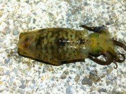 垂水漁港のエギング釣果