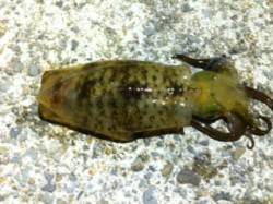 垂水漁港のエギング釣果