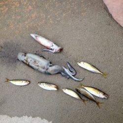 アジュール舞子　早朝エギングでケンサキ＆アオリイカ　サビキでアジも！