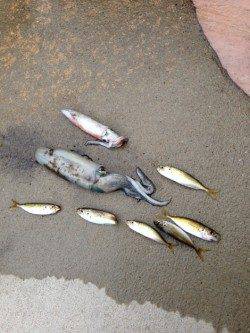 アジュール舞子　早朝エギングでケンサキ＆アオリイカ　サビキでアジも！