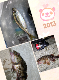 舞洲でのアジング、風とゴミで辛い中30匹以…