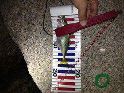 アジ、18cmの良サイズ　沖合では小型を数釣り