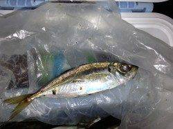 舞洲でのアジング、風とゴミで辛い中30匹以上の釣果！