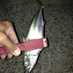 デカ鰺を探し淡路でランガンアジング！ 釣果は良型サバ&アジ