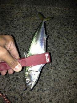 デカ鰺を探し淡路でランガンアジング！ 釣果は良型サバ&アジ