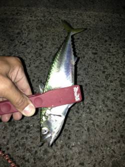 デカ鰺を探し淡路でランガンアジング！ 釣果…