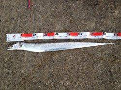 武庫川一文字のタチウオ、サイズに納得の釣行！