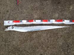 武庫川一文字のタチウオ、サイズに納得の釣行…