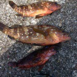 秋晴れの中音海の筏でアコウ・ガシラ