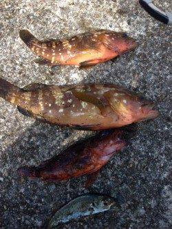 秋晴れの中音海の筏でアコウ・ガシラ