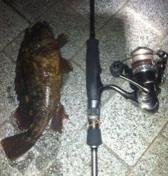 大阪南港でアジング、ガシラも釣れました