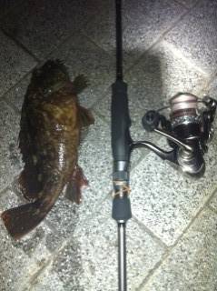 大阪南港でアジング、ガシラも釣れました