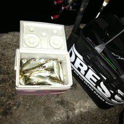 由良でアジング、パターンにハマり大爆釣