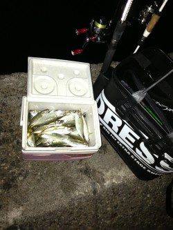 由良でアジング、パターンにハマり大爆釣