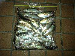 舞洲でのアジング、爆釣状態でした