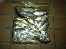 舞洲でのアジング、爆釣状態でした