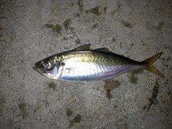 舞洲でのアジング、爆釣状態でした