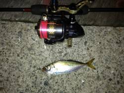 舞洲のアジング　50匹以上の釣果