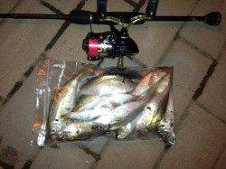 舞洲のアジング　50匹以上の釣果