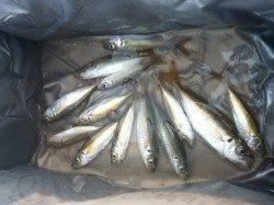 舞洲でサビキ釣り　アジの活性高くなってきてます