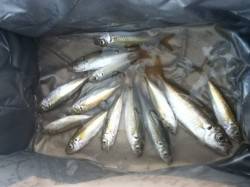 舞洲でサビキ釣り　アジの活性高くなってきて…