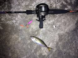 ベイトフィネスでアジング！in 舞洲