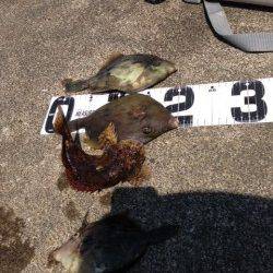 音海大波止ひとつテンヤでカワハギとガシラの釣果