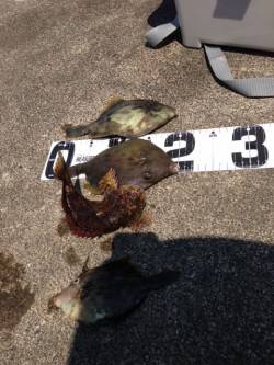 音海大波止ひとつテンヤでカワハギとガシラの…