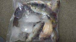 みなべ一本松堤防でサビキ　色々な魚種を楽しみました