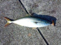 朝マズメに上げ潮が走る絶好の条件を狙って釣行