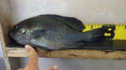 天神崎にてフカセボイル、お子様がクチブトグレGET！