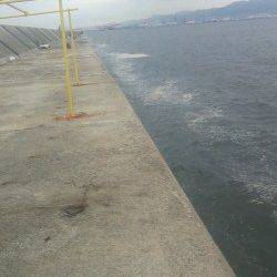 武庫川尻一文字　ウキ釣りでサヨリ57匹の数釣り　ツバスやサゴシの姿も