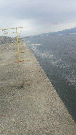 武庫川尻一文字　ウキ釣りでサヨリ57匹の数釣り　ツバスやサゴシの姿も