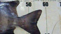 堺地磯ウノ島　良型イシダイの釣果