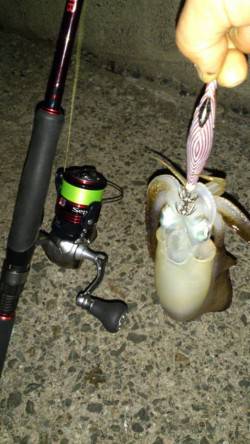 三尾でのナイトエギング、エギのサイズは2号…