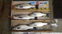 ヒラスズキ快釣♪　63cm頭に5本！　白浜の地磯にて