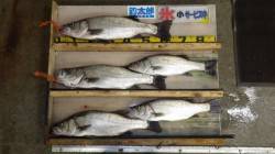 ヒラスズキ快釣♪　63cm頭に5本！　白浜…