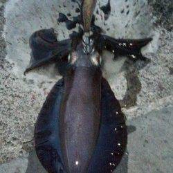 日引でのエギング釣果,18cmまでのアオリを3杯ＧＥＴ