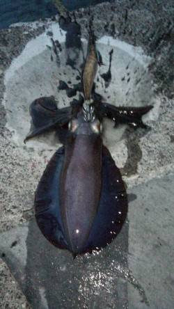 日引でのエギング釣果,18cmまでのアオリ…