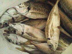 舞洲アジング　バイトしまくりで入れ食いでした♪