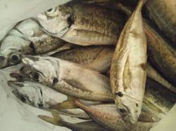 舞洲アジング　バイトしまくりで入れ食いでし…