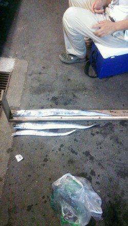 武庫川尻一文字でタチウオ釣り、周りではメーターオーバーも！