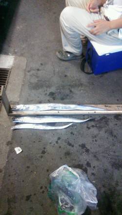 武庫川尻一文字でタチウオ釣り、周りではメー…