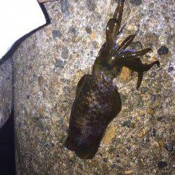 明石港　仕事帰りのエギングでアオリイカ狙い