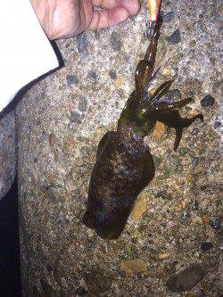 明石港　仕事帰りのエギングでアオリイカ狙い