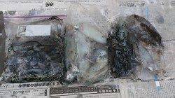 養老でのエギング　朝マヅメに連発！