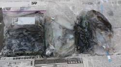 養老でのエギング　朝マヅメに連発！