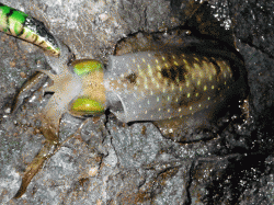 新温泉エリアの地磯でエギング　秋アオリの釣果