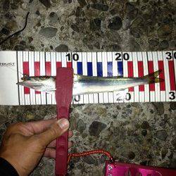 由良でアジング、パターンにハマり大爆釣